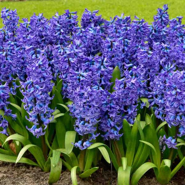 Bulbes à fleurs à planter à l'automne - Jacinthe Delft Blue (x3) - face recto